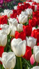 Field of tulips rows of white and red flowers, some partially visible, basking in sunlight