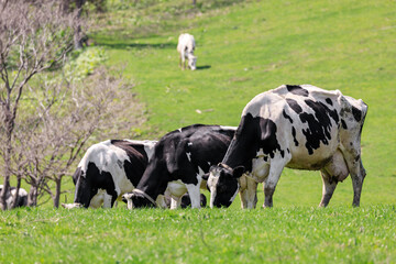 北海道共和町、丘陵で放牧されている乳牛【5月】