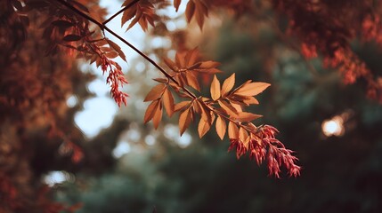 A branch adorned with vibrant autumn leaves in warm colors softly illuminated against a blurred natural backdrop
