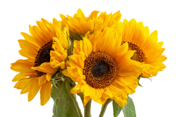 Vibrant sunflowers bouquet on black background