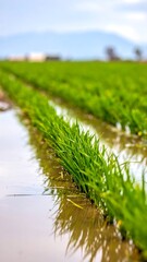 A serene rice field with lush green shoots growing in watery rows