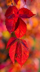 Bright red autumn leaves dangle against a blurred, colorful background, radiating seasonal warmth