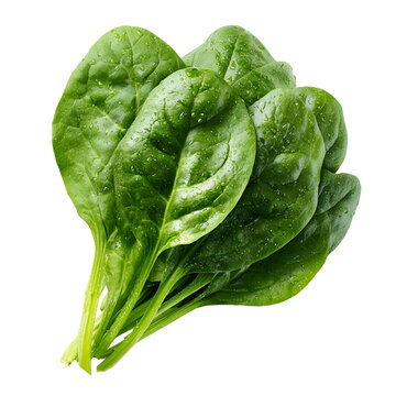 Fresh spinach leaves isolated on transparent background