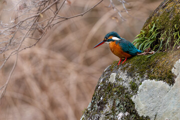 岩に止まる野鳥