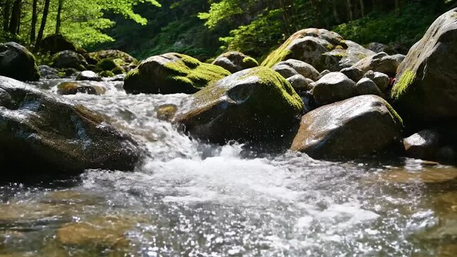 Lush forest stream with clear water splashing over mossy rocks on a sunny day