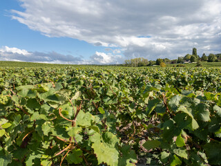 Trois-Puits, Reims, Marne, Grand-Est, France, August, 28th, 2025, Champagne Area, A vast vineyard with lush vines under a beautiful sky, perfect for wine lovers to explore and enjoy