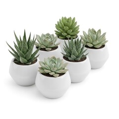 A collection of assorted succulent plants in white modern round pots. The plants display various green hues and textures.