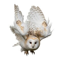 A barn owl in mid-flight with its wings fully extended, showcasing intricate feather patterns and its distinctive white facial disc. Isolated on a pure white background.