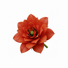 A beautiful red poppy flower blossom with delicate petals is isolated on white for a nature-inspired floral macro