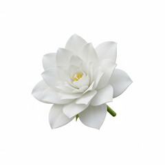 Beautiful blooming white dahlia and rose flowers isolated on white background with delicate petals and green leaves represent the pure spring beauty of a floral nature blossom bouquet