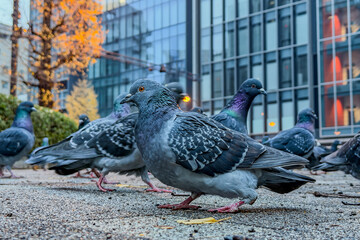 Obraz premium pigeons on the street_3