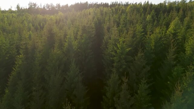 Drone flight over a dense canopy of pine and spruce trees in the Kroppefj&auml;ll nature reserve near Dals Rostock Sweden, summer forest landscape from above