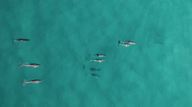 Dolphin pod moves together in shallow turquoise sea with sunlight patterns on surface, aligned perpendicular, Byron Bay Australia