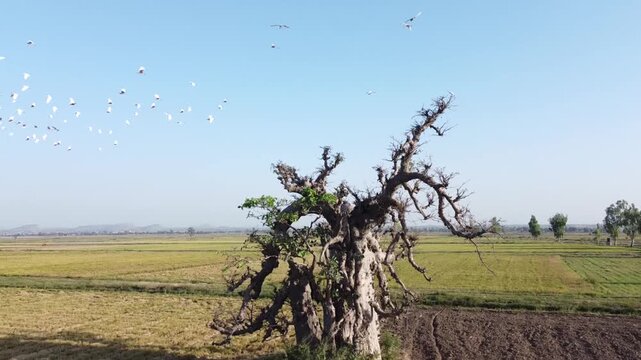 The Baobab Kuka tree is Africas miracle tree providing nutritious fruit leaves and seeds supporting food security medicine and livelihoods for many communities