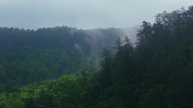 Misty Appalachian forest view in Red River Gorge, Kentucky, serene nature