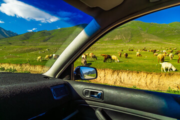 Flock of sheep peacefully grazes on lush green hills surrounded by mountains in Kyrgyzstan, view from inside the car