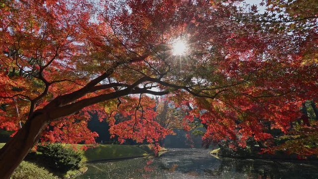 A breathtaking view of a brilliant sunstar filtering through vibrant red maple branches, with the morning light sparkling on a tranquil garden lake surrounded by lush autumn foliage.