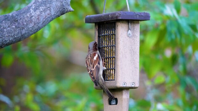 A House Sparrow feeds from a Southern California bird feeder.
