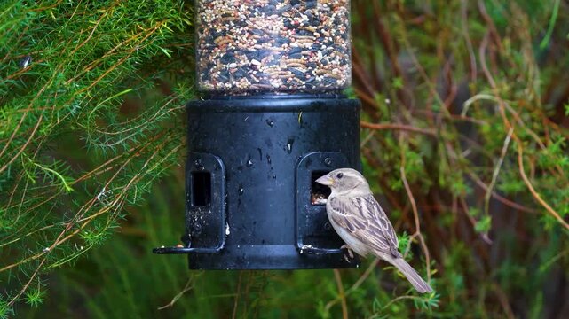 A House Sparrow feeds at a Southern California Bird Feeder.