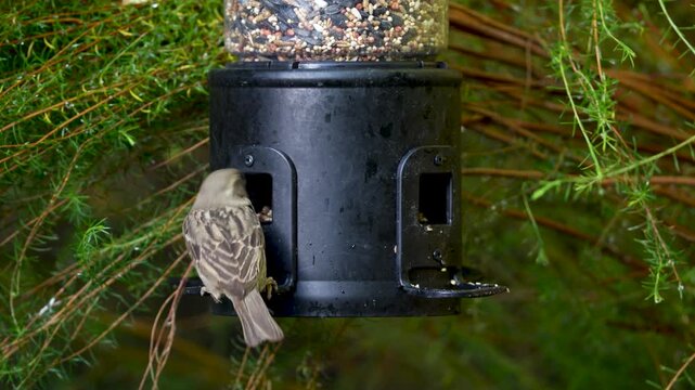 A House Sparrow feeds at a Southern California Bird Feeder.