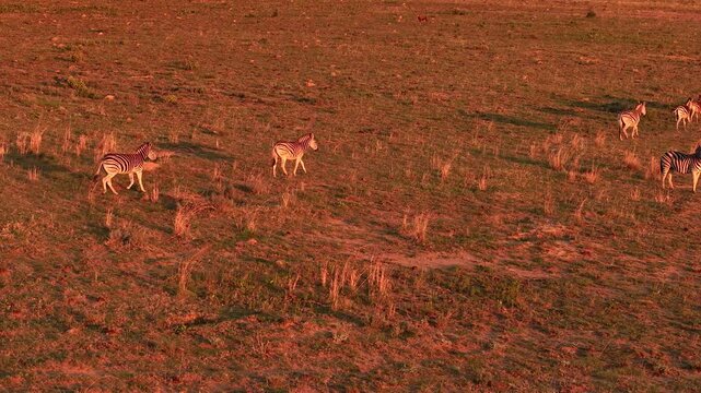 Drone view of zebra running across open plains at sunset in warm evening light