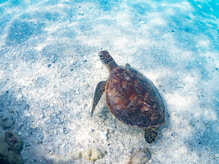 アオウミガメ, ウミガメ科,
Green Turtle, Green Sea Turtle, Chelonia...