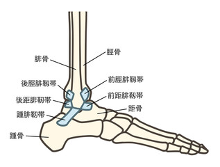 足の外側の骨、足関節と靱帯（前距腓靱帯、踵腓靱帯、後距腓靱帯）