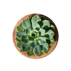 A green succulent plant is viewed from directly above, showcasing its symmetrical rosette pattern. It sits in a textured terracotta pot, basking in bright sunlight. 