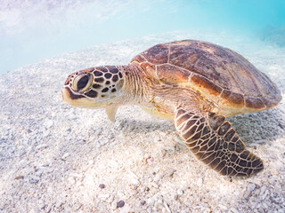 Obraz premium アオウミガメ, ウミガメ科, Green Turtle, Green Sea Turtle, Chelonia mydas, 美しいサンゴ礁と熱帯魚の群れ。 安室島沖縄県 島尻郡慶良間諸島座間味島-2025 沖縄本島から40km西方の諸島。30以上の島嶼群全体が国立公園に指定。珊瑚礁の青い海と白い砂浜は世界屈指の美しさ。貴重な動植物が多数生息。 