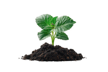 A vibrant green sprout emerges from a mound of rich, dark soil