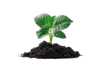 A vibrant green sprout emerges from a mound of rich, dark soil