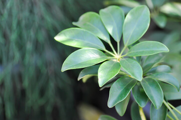 Obraz premium Octopus tree, Schefflera actinophylla or Schefflera actinophylla Endl Harms or Umbrella tree or ARALIACEAE
