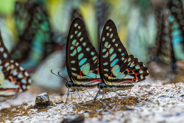 Many butterflies are eating on the ground.