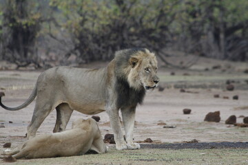  African lion with full dark mane with lioness and cubs in golden hour light across open savanna grassland, Hwange National Park, Zimbabwe. Wildlife portrait capturing natural pride behaviour © WildinAfrica
