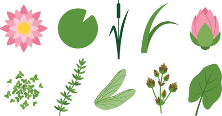 Aquatic spring flora pond-side botanical illustrations flat vector pack with water lily bloom circular lily pad tall reed water grass lotus bud duckweed underwater stem dragonfly-wing leaf marsh  © Madhuka Disanayaka