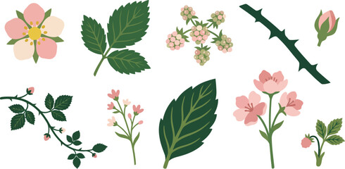 Spring berry bramble botanical elements flat vector pack with strawberry blossom serrated berry leaf unripe berries thorny stem leaf bud trailing bramble vine wildflower sprig veined leaf © Madhuka Disanayaka