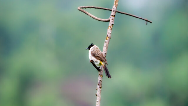 Sooty-headed bulbul (Pycnonotus aurigaster, Golden vented Bulbul, White eared Bulbul, Yellow vented, Red vented, Black capped). It is found in south-eastern Asia.