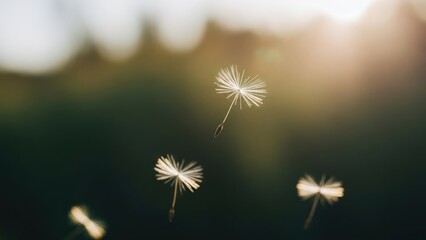 Floating dandelion seeds caught in sunlight against a soft, green background