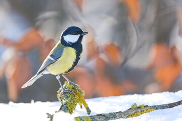 Naklejka premium A great tit sits on a branch covered with yellow lichen. Winter scene with a great tit. Parus major. 