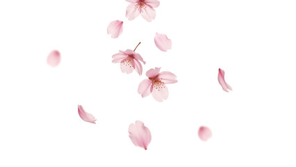 舞い落ちる桜の花びら、透過背景、 情緒ある春の背景