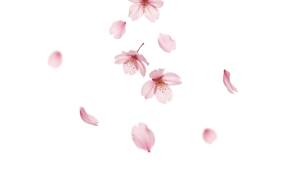 舞い落ちる桜の花びら、透過背景、 情緒ある春の背景
