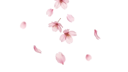 Fototapete Blüte 舞い落ちる桜の花びら、透過背景、 情緒ある春の背景  © nao