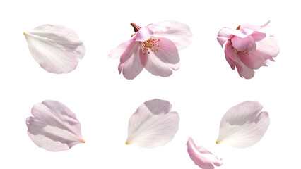 桜の花びらのパーツセット、透過背景素材