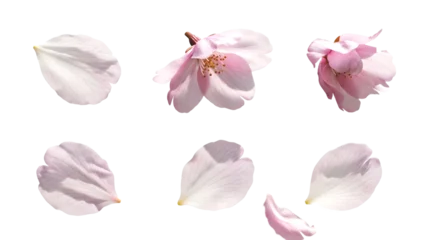 Fototapeten Kirschblüte 桜の花びらのパーツセット、透過背景素材  © nao