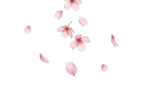 舞い落ちる桜の花びら、透過背景、 情緒ある春の背景