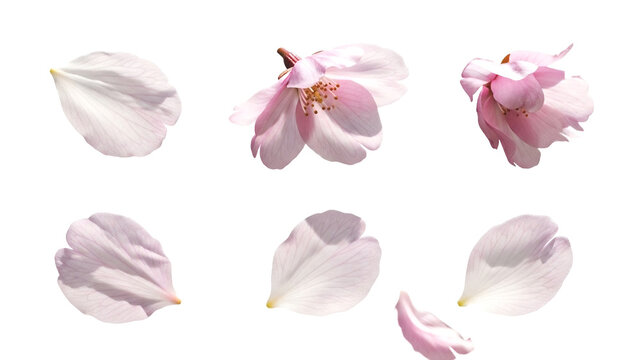 桜の花びらのパーツセット、透過背景素材