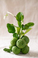 Kaffir lime fruit with leaf on white fabric background, Thai food ingredient