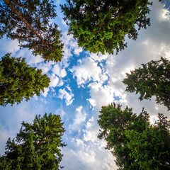 Obraz premium Looking up at tall green trees with wispy clouds in a blue sky