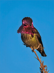 Fototapeta premium Male Anna’s Hummingbird Perched on Bare Branch Against Clear Blue Sky