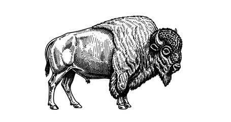 Bison engraving illustration for heritage and premium branding © Gabut Stock